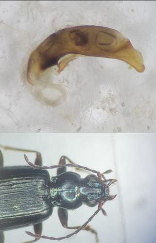 Réf. 359 576 : Bembidion coeruleum